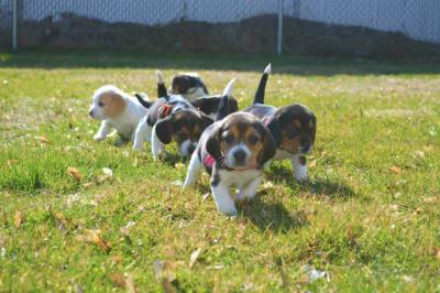 About Beagles